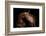 Horse-Fabio Petroni-Framed Photographic Print