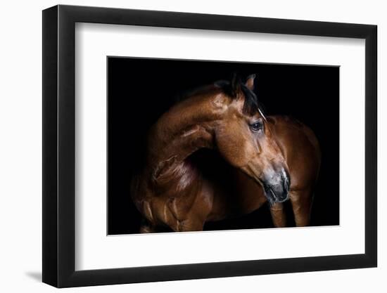 Horse-Fabio Petroni-Framed Photographic Print