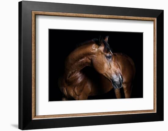 Horse-Fabio Petroni-Framed Photographic Print