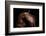 Horse-Fabio Petroni-Framed Photographic Print