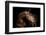 Horse-Fabio Petroni-Framed Photographic Print