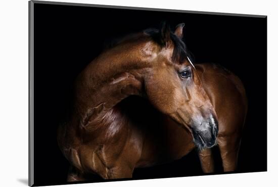 Horse-Fabio Petroni-Mounted Photographic Print