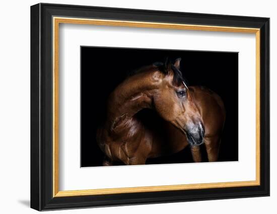 Horse-Fabio Petroni-Framed Photographic Print