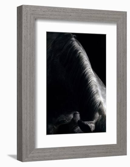 Horse-Fabio Petroni-Framed Photographic Print