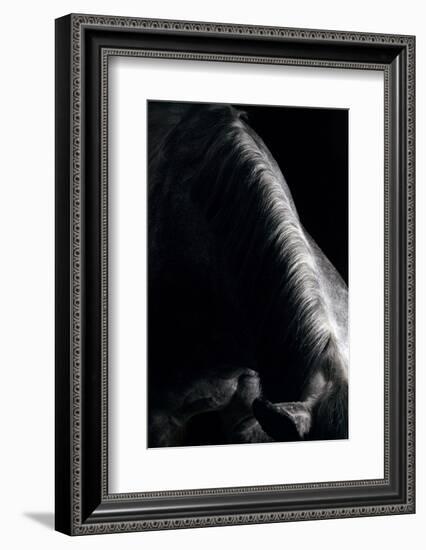 Horse-Fabio Petroni-Framed Photographic Print