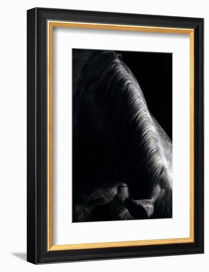 Horse-Fabio Petroni-Framed Photographic Print