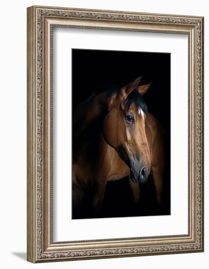 Horse-Fabio Petroni-Framed Photographic Print