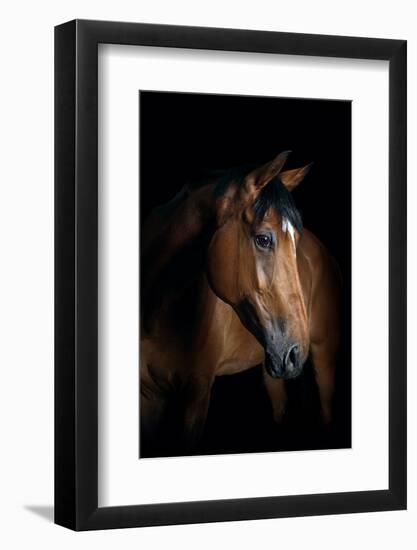 Horse-Fabio Petroni-Framed Photographic Print