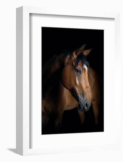 Horse-Fabio Petroni-Framed Photographic Print