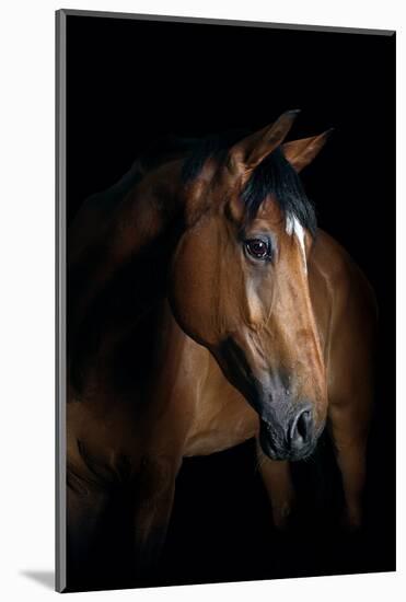 Horse-Fabio Petroni-Mounted Photographic Print