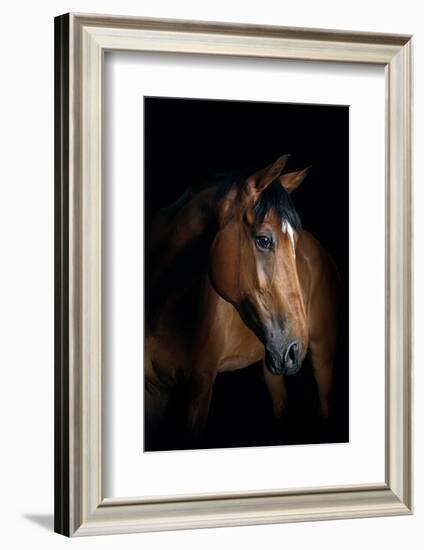 Horse-Fabio Petroni-Framed Photographic Print