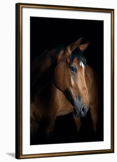 Horse-Fabio Petroni-Framed Photographic Print