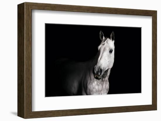 Horse-Fabio Petroni-Framed Photographic Print