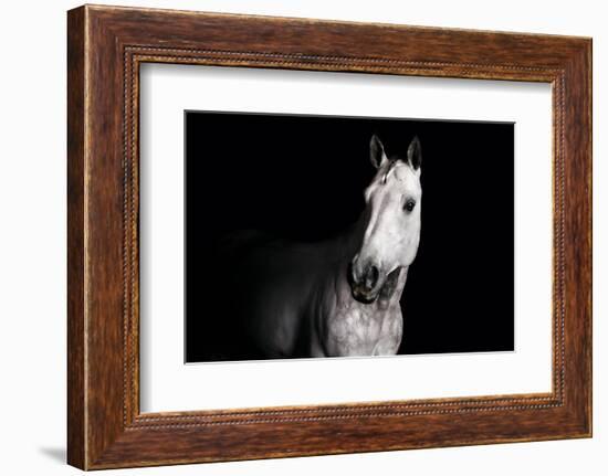 Horse-Fabio Petroni-Framed Photographic Print