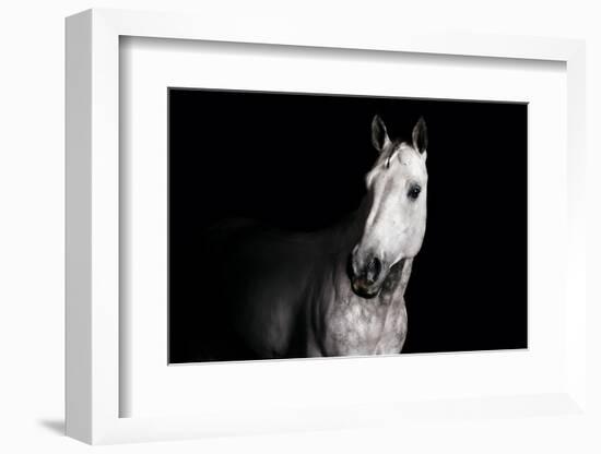 Horse-Fabio Petroni-Framed Photographic Print