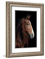 Horse-Fabio Petroni-Framed Photographic Print