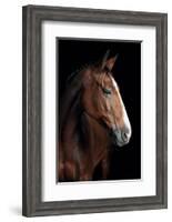 Horse-Fabio Petroni-Framed Photographic Print