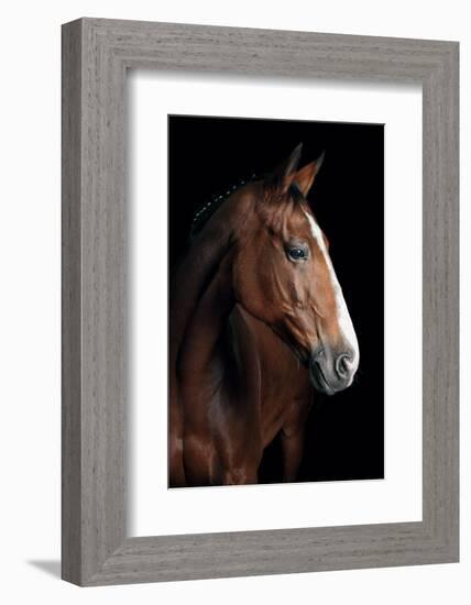 Horse-Fabio Petroni-Framed Photographic Print