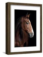 Horse-Fabio Petroni-Framed Photographic Print