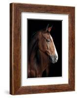 Horse-Fabio Petroni-Framed Photographic Print