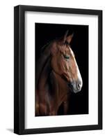 Horse-Fabio Petroni-Framed Photographic Print