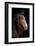 Horse-Fabio Petroni-Framed Photographic Print