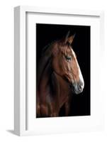 Horse-Fabio Petroni-Framed Photographic Print