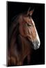 Horse-Fabio Petroni-Mounted Photographic Print