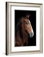 Horse-Fabio Petroni-Framed Photographic Print