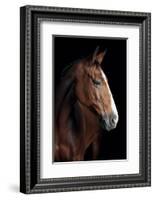 Horse-Fabio Petroni-Framed Photographic Print