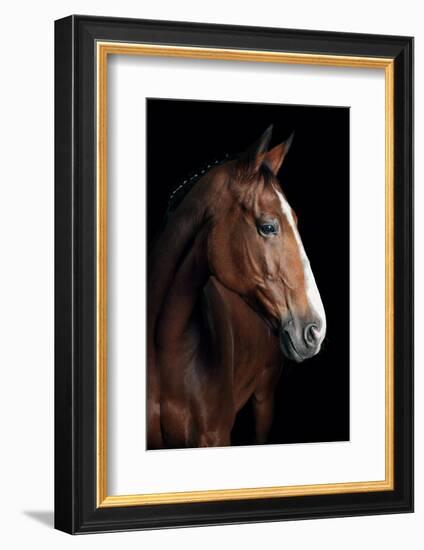 Horse-Fabio Petroni-Framed Photographic Print