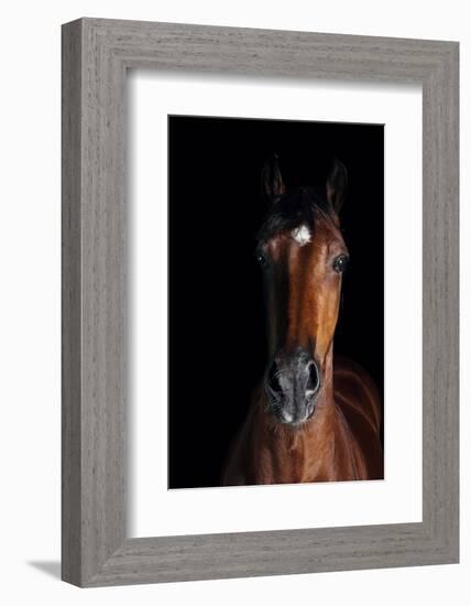 Horse-Fabio Petroni-Framed Photographic Print