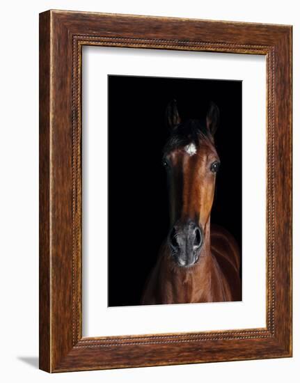 Horse-Fabio Petroni-Framed Photographic Print