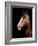 Horse-Fabio Petroni-Framed Photographic Print