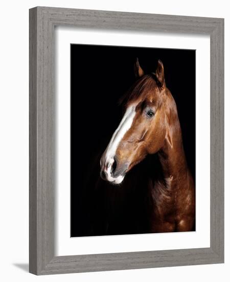 Horse-Fabio Petroni-Framed Photographic Print