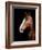 Horse-Fabio Petroni-Framed Photographic Print