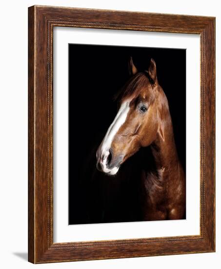 Horse-Fabio Petroni-Framed Photographic Print