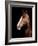 Horse-Fabio Petroni-Framed Photographic Print