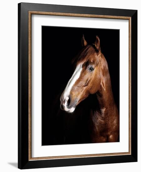 Horse-Fabio Petroni-Framed Photographic Print