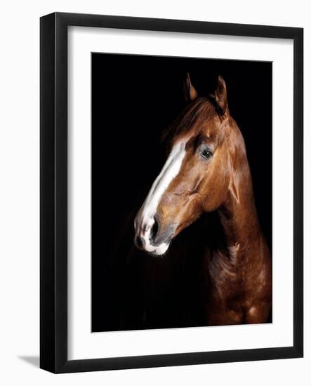 Horse-Fabio Petroni-Framed Photographic Print