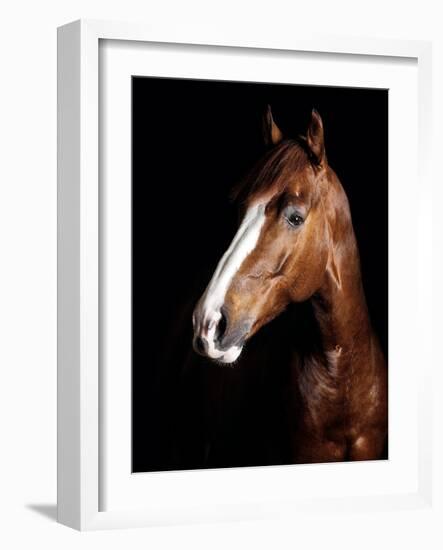 Horse-Fabio Petroni-Framed Photographic Print