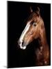 Horse-Fabio Petroni-Mounted Photographic Print