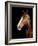 Horse-Fabio Petroni-Framed Photographic Print