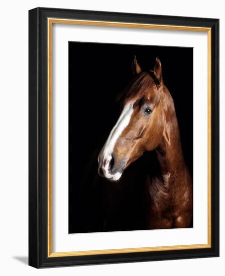 Horse-Fabio Petroni-Framed Photographic Print