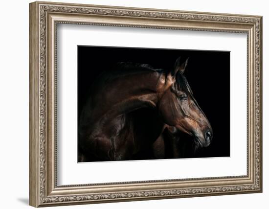 Horse-Fabio Petroni-Framed Photographic Print