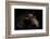 Horse-Fabio Petroni-Framed Photographic Print