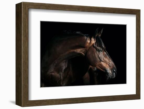 Horse-Fabio Petroni-Framed Photographic Print