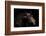 Horse-Fabio Petroni-Framed Photographic Print