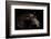 Horse-Fabio Petroni-Framed Photographic Print