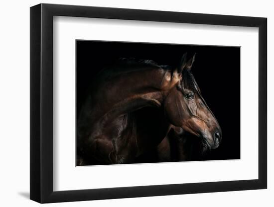 Horse-Fabio Petroni-Framed Photographic Print